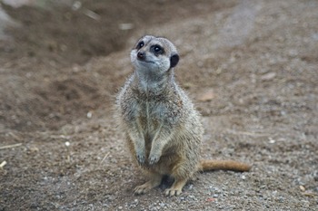 meerkat2.jpg